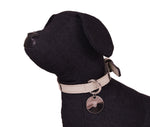 Kumo Dog Collar